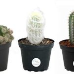 Transform Your Space with Costa Farms Plants from NBU Flowers – Unleash Nature’s Elegance Indoors