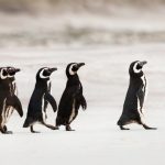 Conquer Goals with Tiny Steps: A Coaching Guide